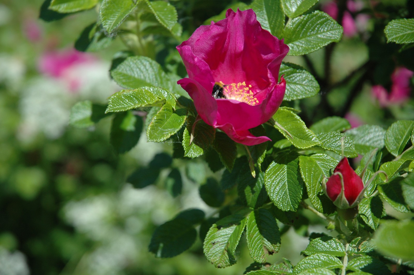 Photo from 2006-06-10T21:55:39.700000